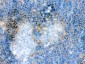 Anti-Actin Antibody (Monoclonal, AC-40)